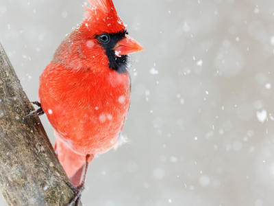 птица, красный кардинал