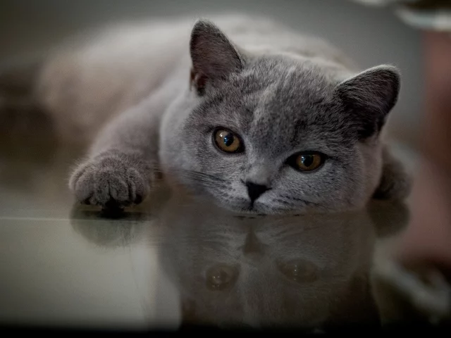кот, лежит, смотрит