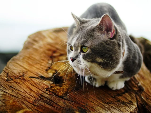кот, животное, сидит, смотрит