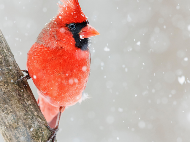 птица, красный кардинал
