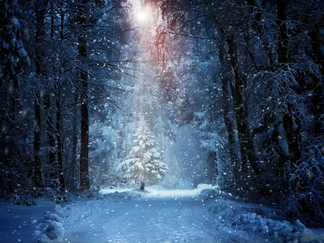 лес, зима, ночь