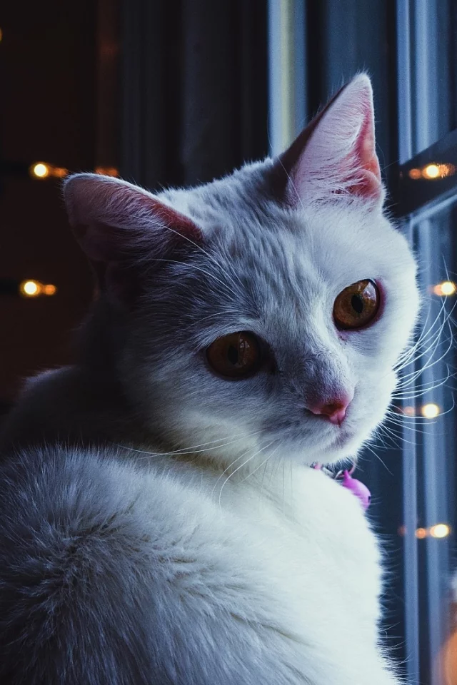 кошка, животное, у окна