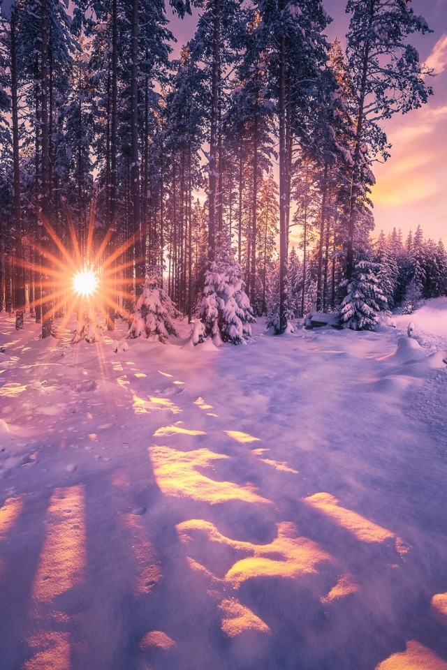 зима, снег, лес, лучи солнца