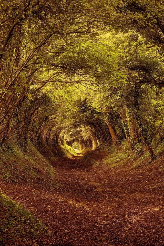 лес, деревья, осень