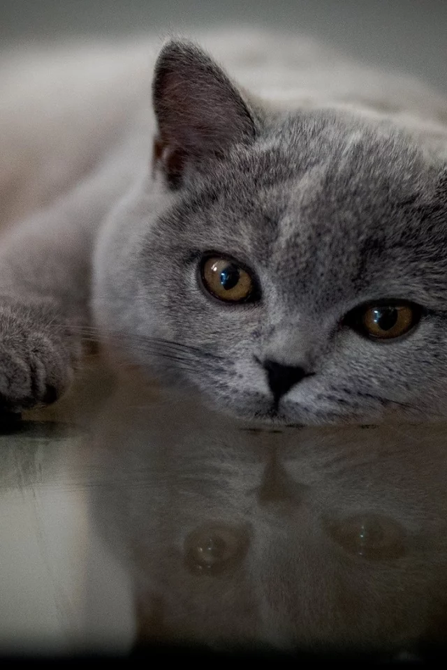 кот, лежит, смотрит