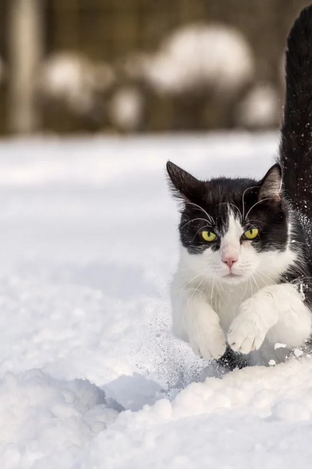 кот, зима, снег