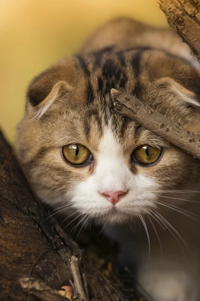 кот, шотландский вислоухий, взгляд