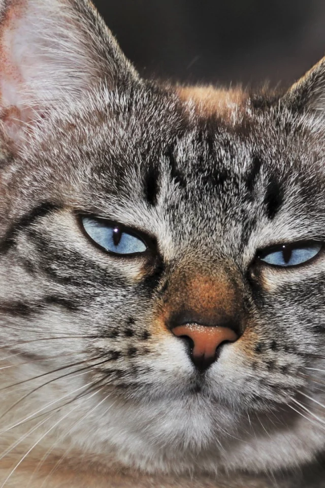 кот, взгляд