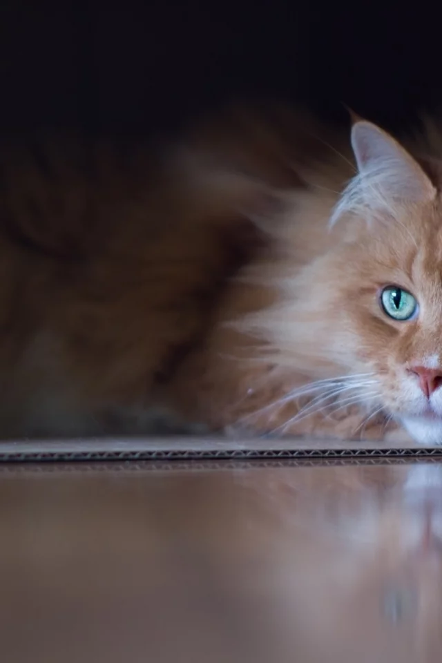 кот, лежит, смотрит