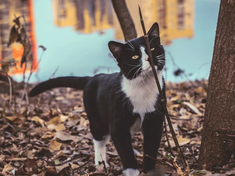 кот, животное