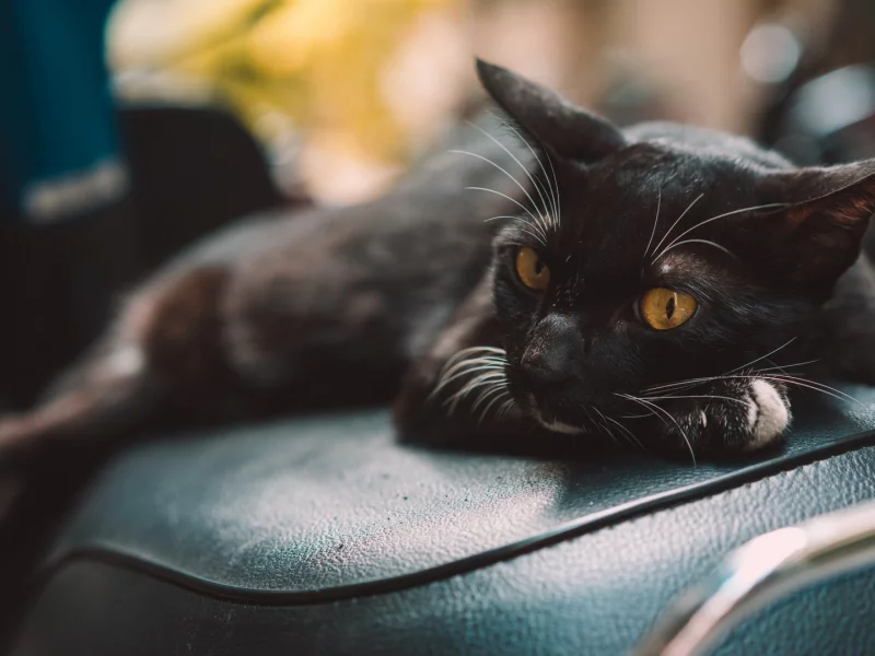 кот чёрный, лежит