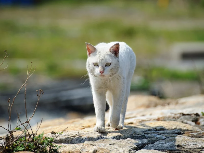кошка, взгляд, животное