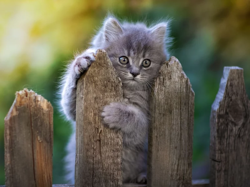 котёнок, маленький, на заборе