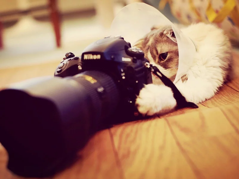 кот, фотоаппарат