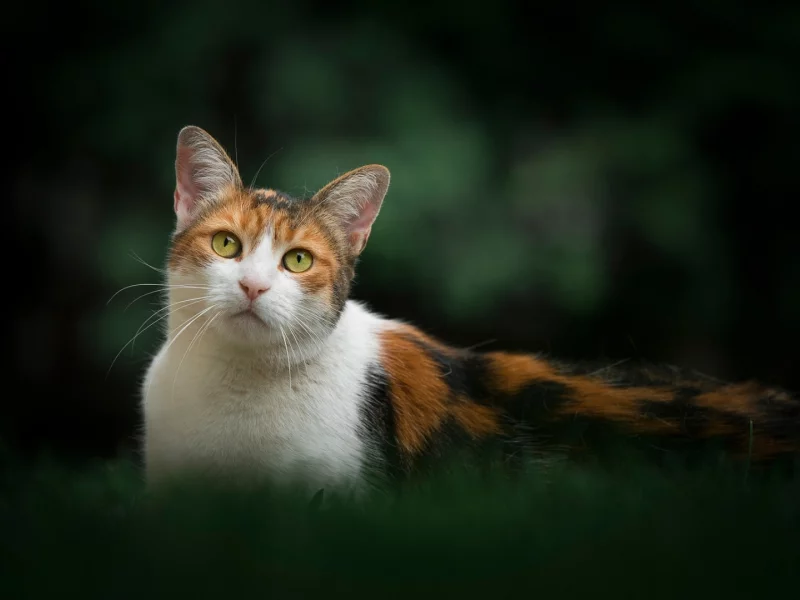 кошка, животное