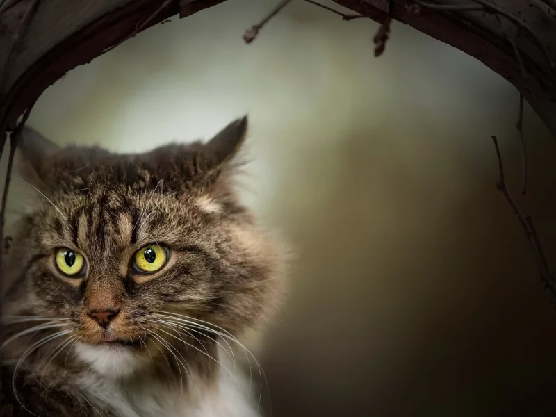 кот, взгляд, животное