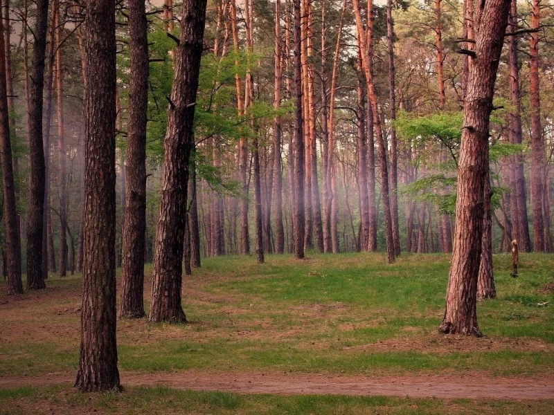 лес, деревья, природа