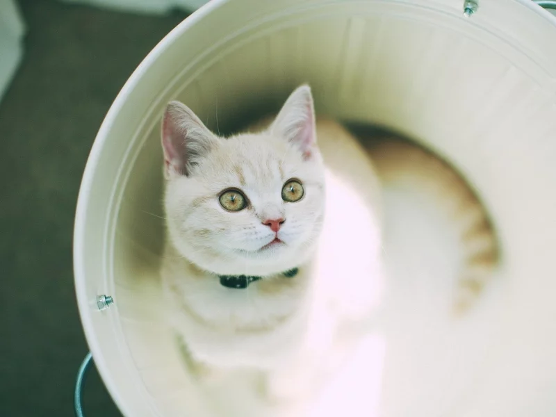 кошка, животное
