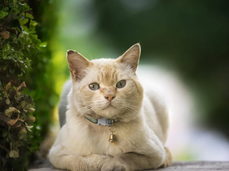 кот рыжий, взгляд, сидит