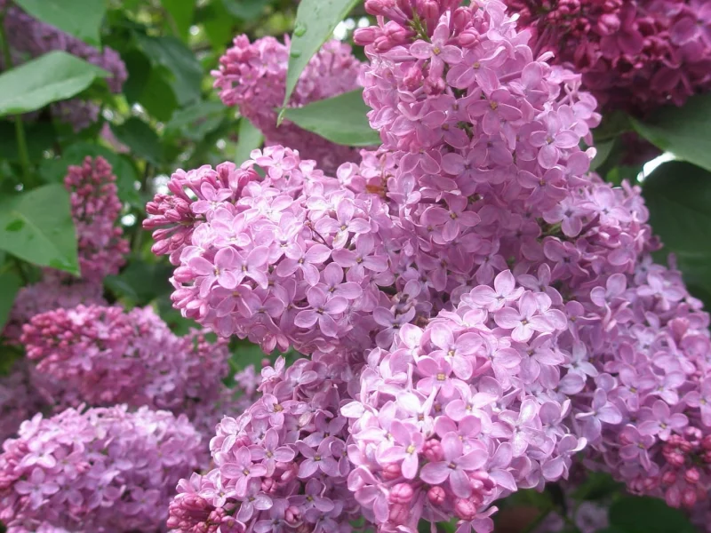 сирень, цветы, весна