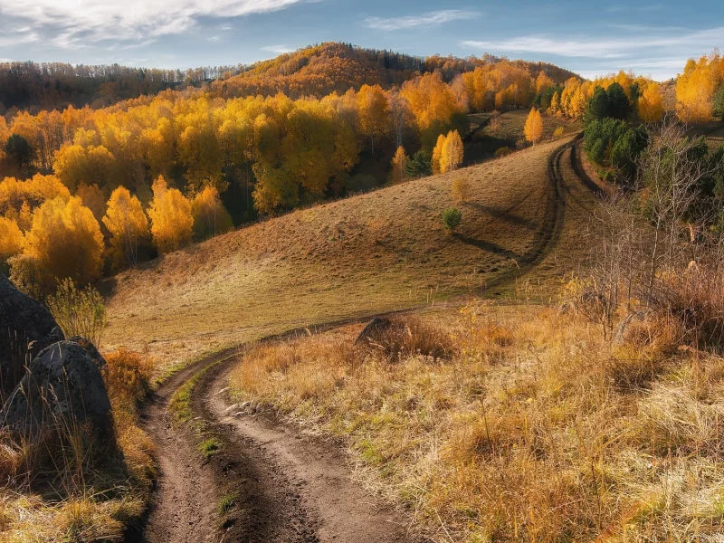 холмы, лес, деревья, осень