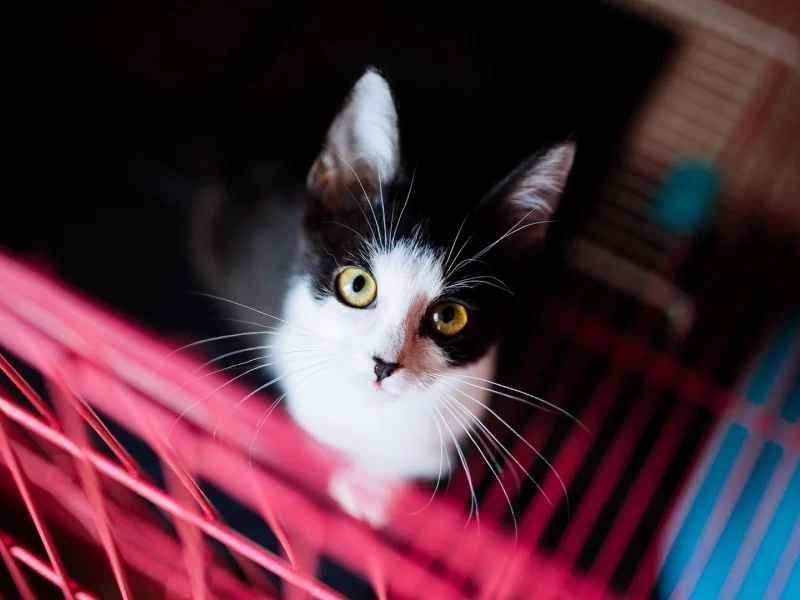 кошка, взгляд, животное