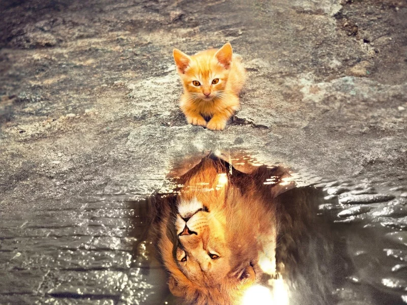 котёнок лев, отражение в лвже