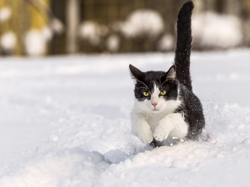 кот, зима, снег