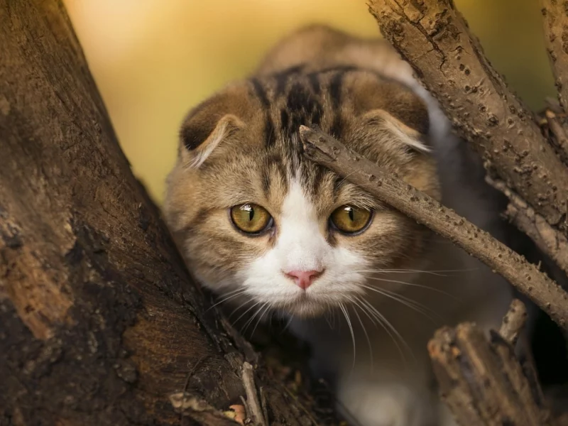 кот, шотландский вислоухий, взгляд