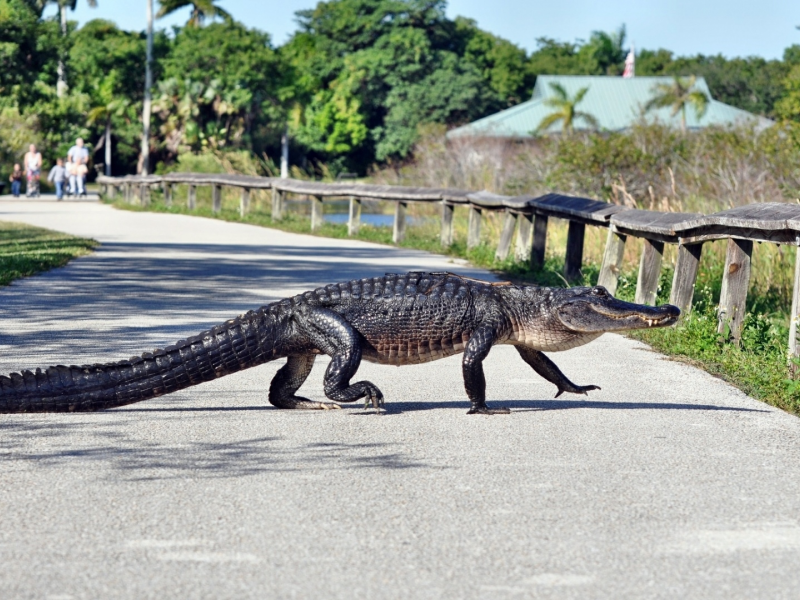 крокодил, животное, переходит дорогу