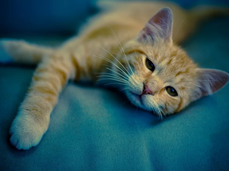 кот рыжий, лежит