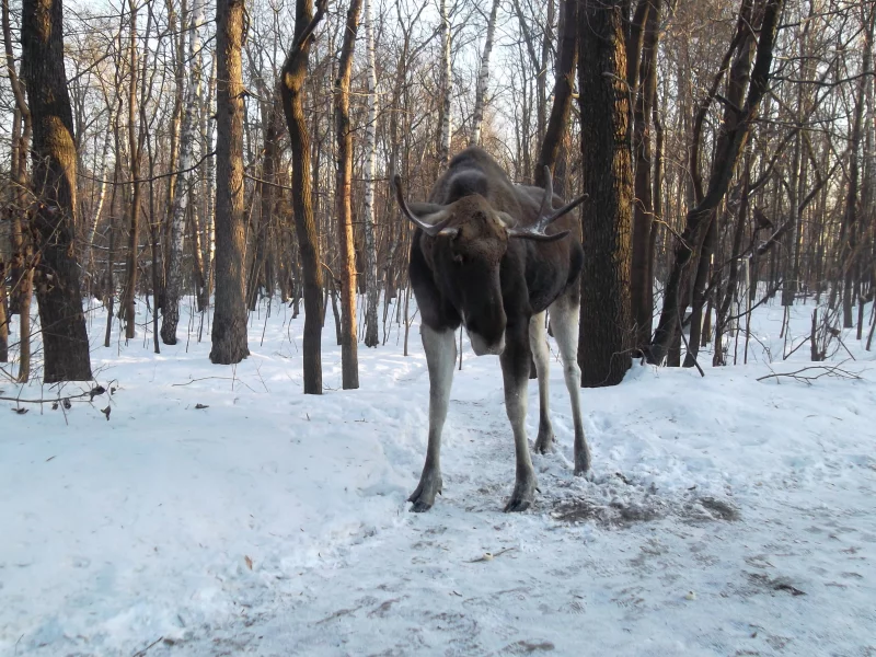 лось, зима, лес