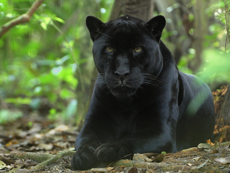 чёрная пантера, животное