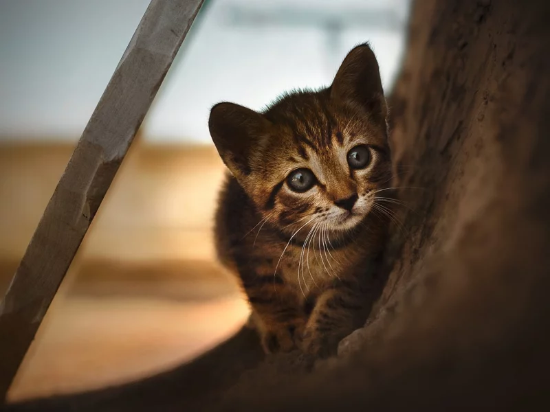 котёнок, маленький, смотрит