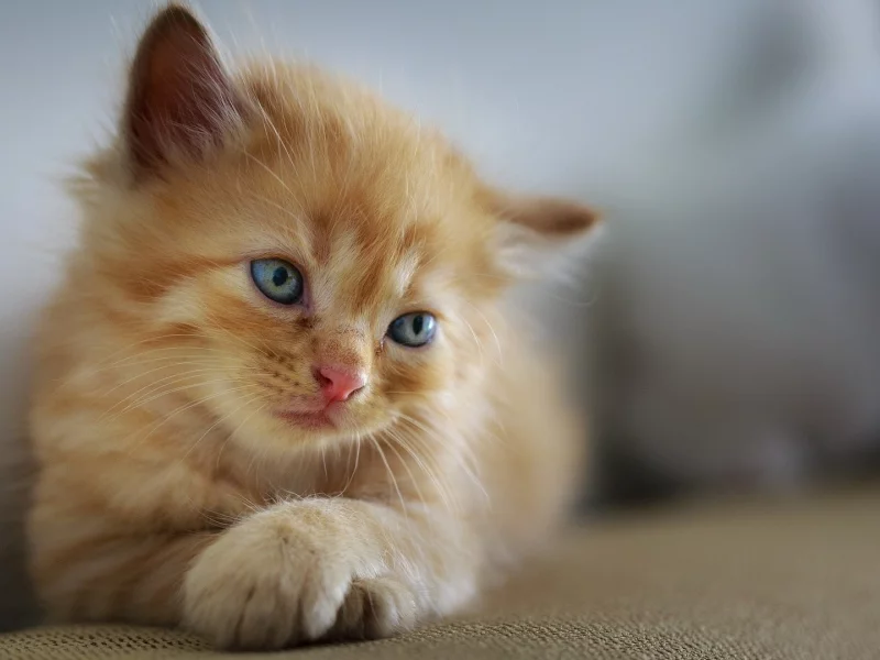 котёнок, маленький, рыжий