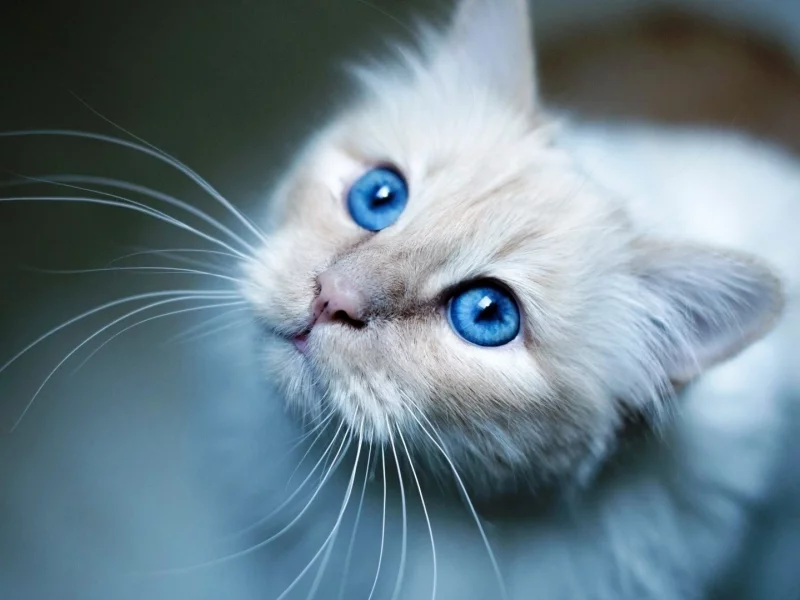 котёнок, маленький, смотрит