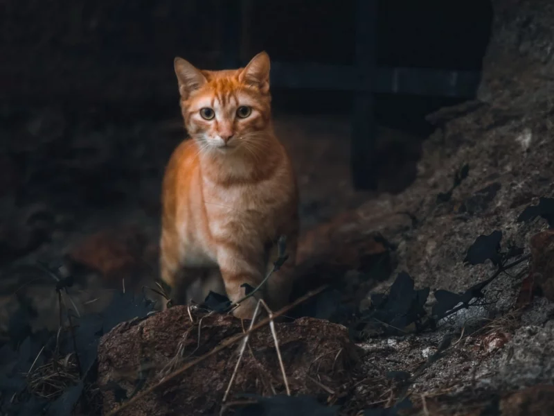 кот рыжий, взгляд