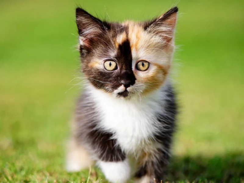 котёнок, маленький, взгляд