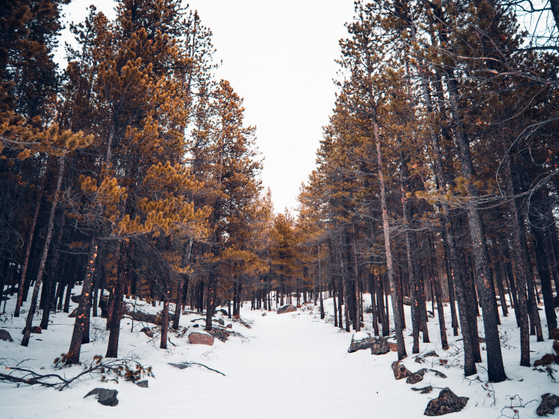 лес, зима, снег