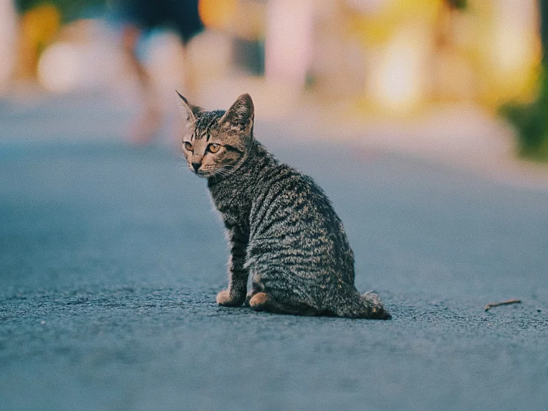 котёнок, маленький, сидит на дороге