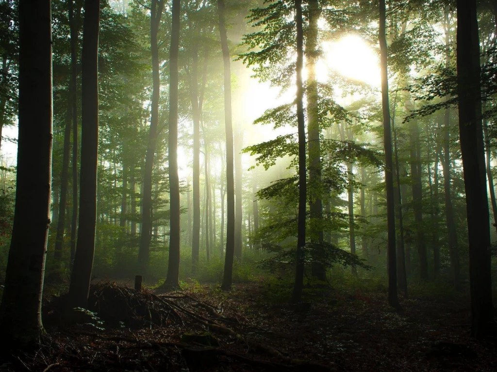 nature, forest, dusk, boron, pine trees