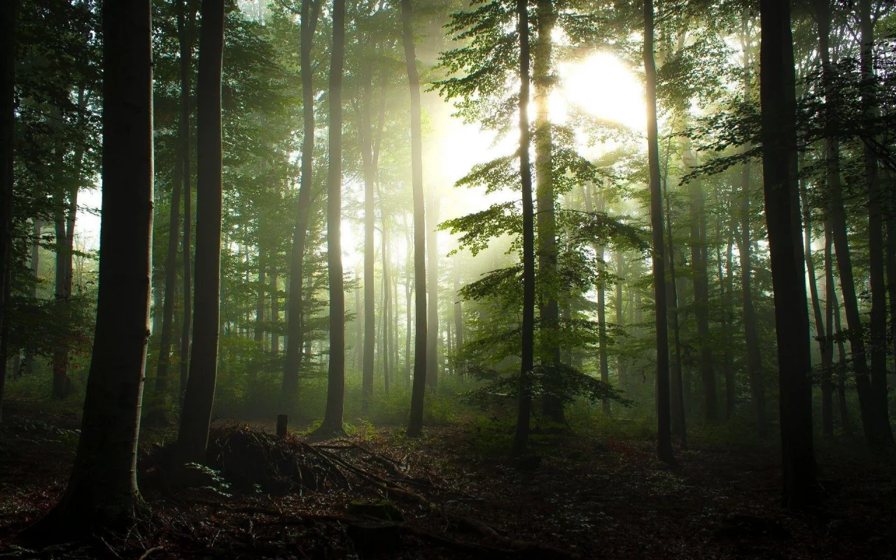 nature, forest, dusk, boron, pine trees