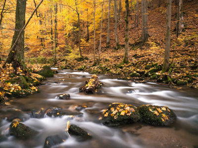 nature, forest, river, autumn