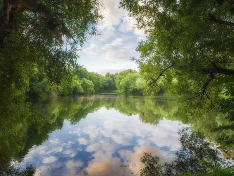 nature, landscape, park, pond, trees, evening