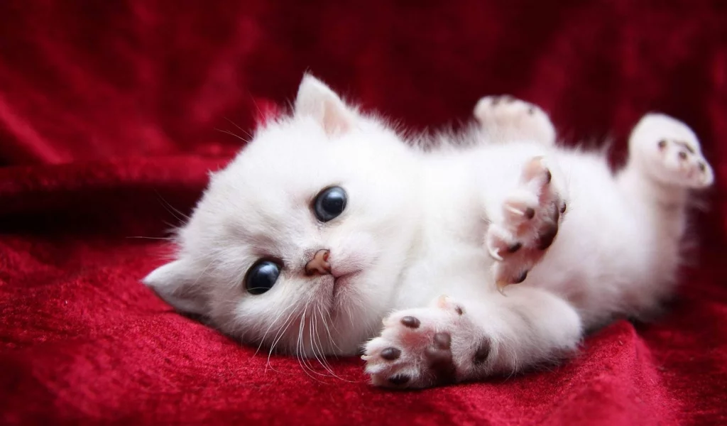 cat, kitten, fluffy