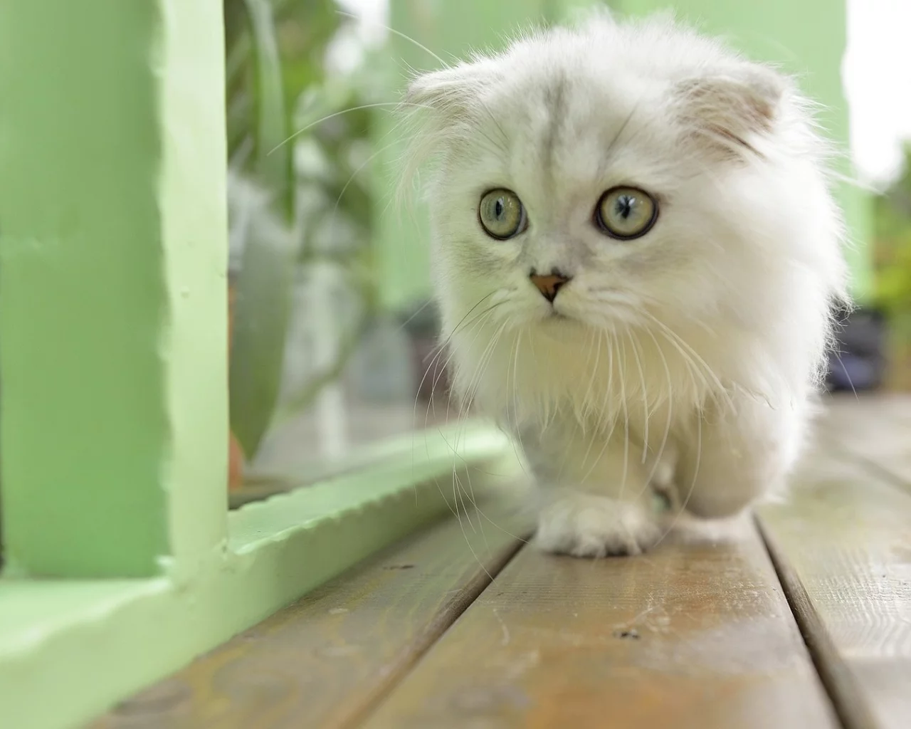 animal, cat, kitten