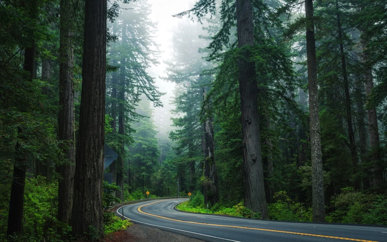 forest, trees