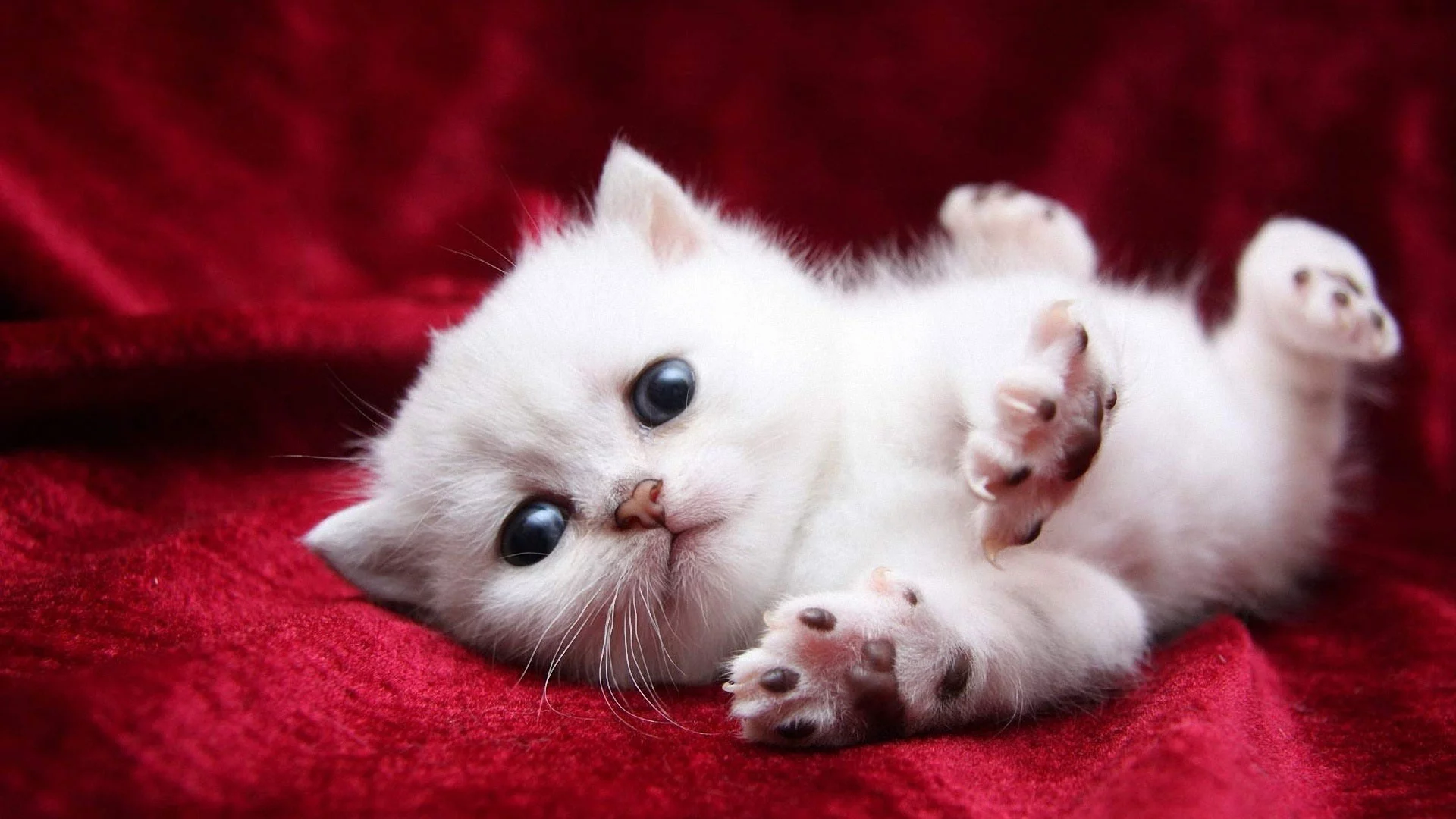 cat, kitten, fluffy