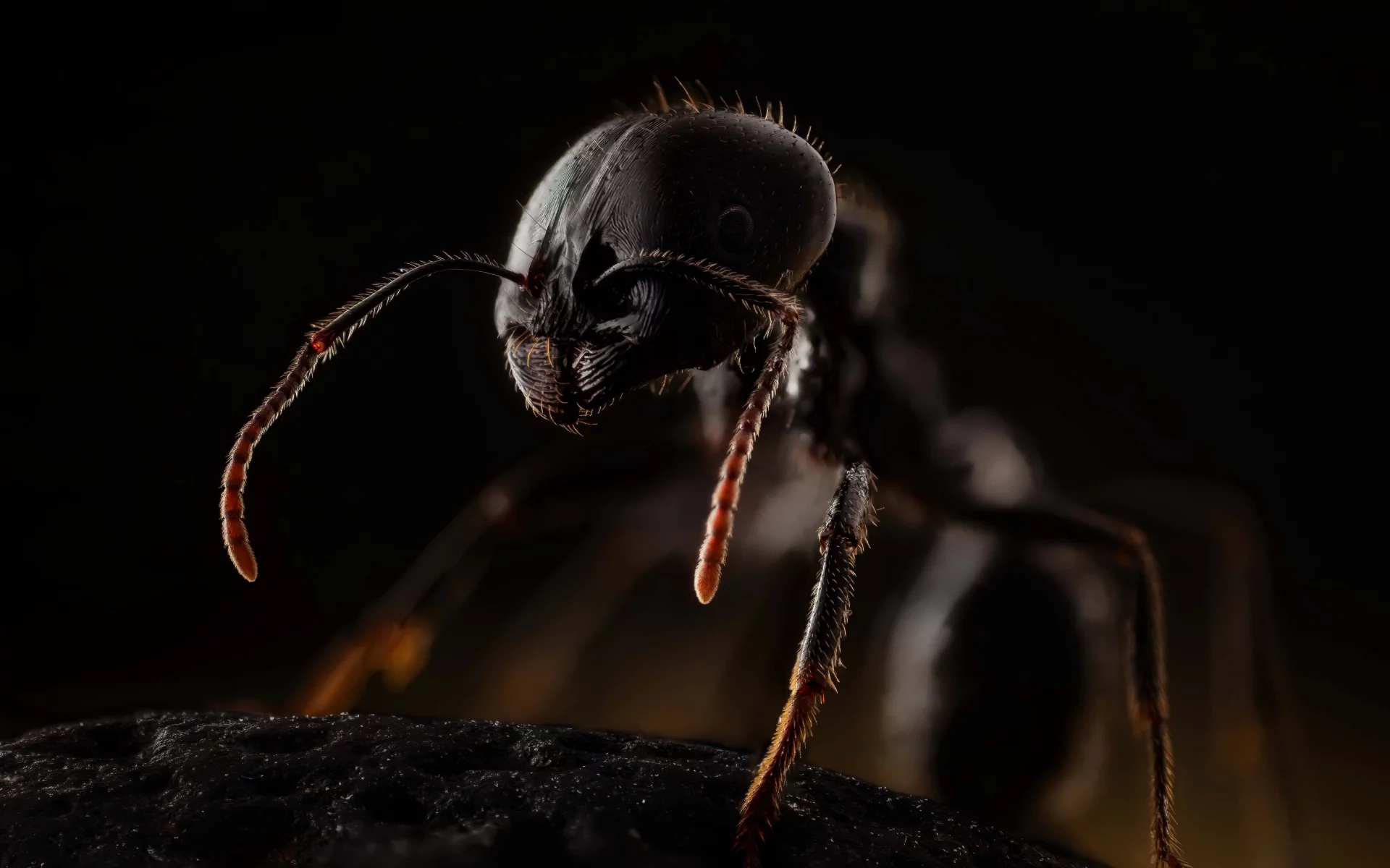 ant, macro, insects