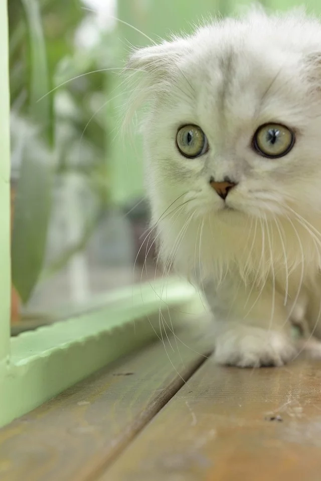 animal, cat, kitten